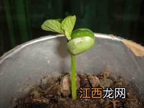 大豆的子叶在种子萌发时能够提供营养吗，大豆的子叶是由什么发育而来的