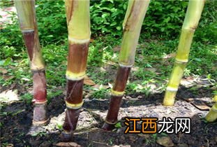 甘蔗怎么育苗,甘蔗适合哪些地区种植