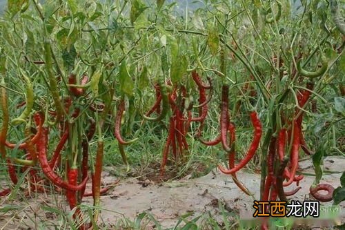 辣椒可以种植几年,附辣椒的品种
