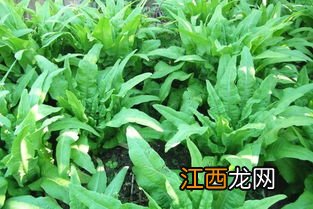 莴笋怎样种植长得快和粗，附种植方法