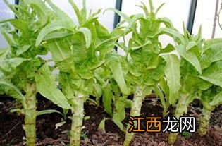 莴笋怎样种植长得快和粗，附种植方法