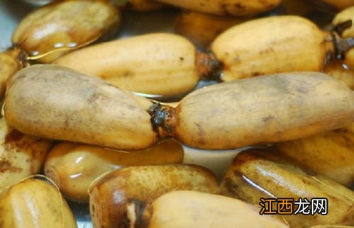 莲藕的生长过程,莲藕是根还是茎