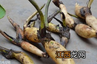 为什么种藕只能种3年，藕是根还是茎