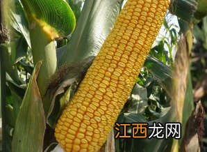 金北516玉米品种简介