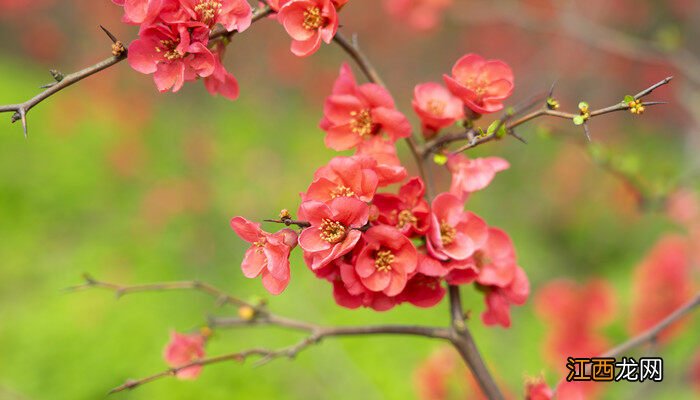 海棠花象征着什么精神 海棠花象征着什么