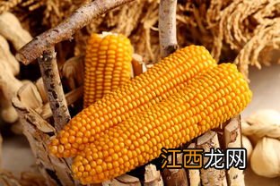 东润58玉米品种介绍