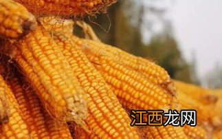 东润58玉米品种介绍