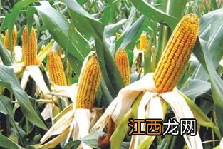 东农258玉米品种简介