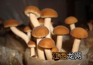 我国食用菌的发展历史，食用菌是由哪两部分组成