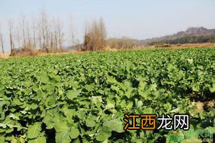 种油菜的方法和步骤,几月份种植合适