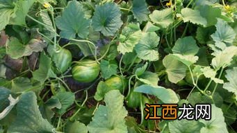 吊瓜子种植栽培方法,吊瓜子和瓜蒌子的区别