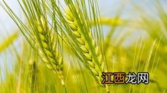 淮麦50品种介绍