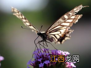 花椒凤蝶幼虫有毒吗，花椒凤蝶是雌雄同体吗