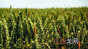 春小麦亩产多少斤，春小麦和冬小麦的区别