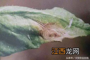 菠菜病害图谱与防治，附种植方法