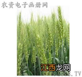 济麦22号品种介绍及特性