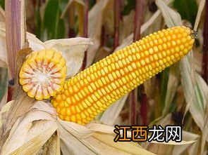 中禾968玉米品种介绍