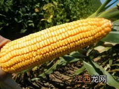 中禾968玉米品种介绍