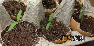 做肥料的蛋壳用生的还是熟的，蛋壳肥料可以用于什么花