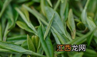 春茶作用与功效 春茶毛尖的功效与作用