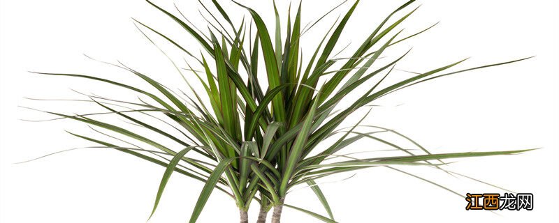 水培巴西木一直泡水里吗会死吗 水培巴西木一直泡水里吗