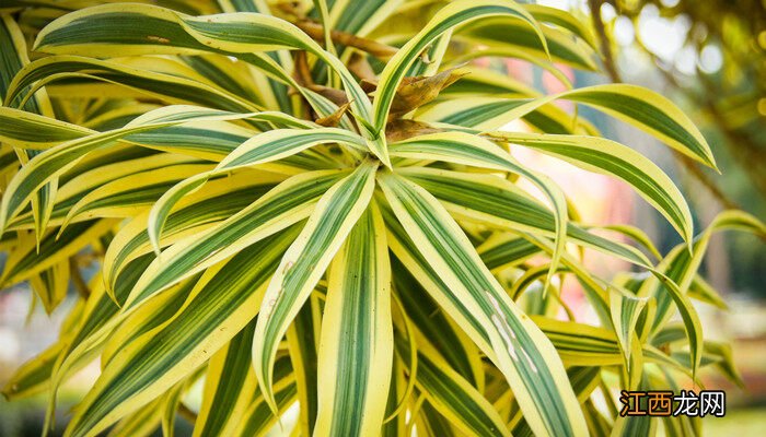 水培巴西木一直泡水里吗会死吗 水培巴西木一直泡水里吗