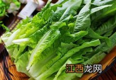 油麦菜播种时间和种植方法，油麦菜和生菜如何区分