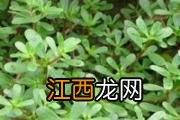 荔枝核能吃吗 荔枝的核吃了会怎样