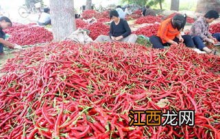 羊角椒和线椒的区别