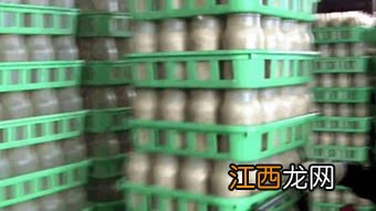 食用菌菌种的概念和分级,保存使用最多的方法