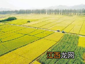 耕地可以种药材吗，耕地和基本农田的区别