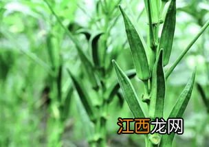 黄秋葵多长时间成熟