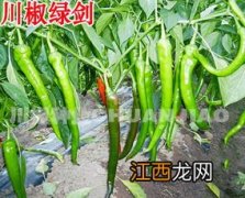 羊角椒适合什么季节播种