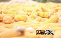 宏硕237玉米品种