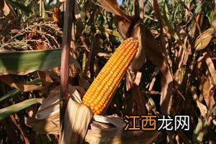 金世566玉米种适合啥地种，附简介