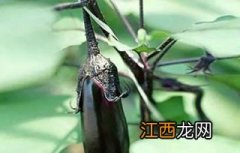 茄子什么时候传入中国