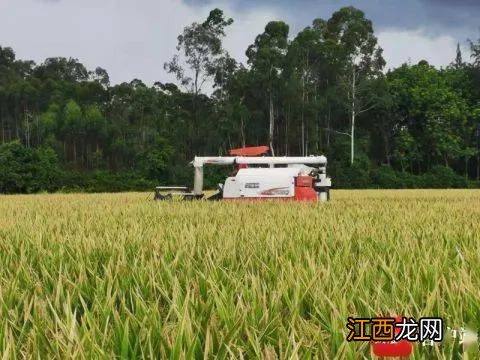 稻子亩产最高多少斤,稻子在什么季节收割
