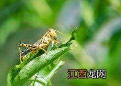 蝗虫用标志重捕法还是样方法，蝗虫是害虫吗