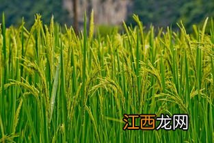 我国优质水稻的主要分布区域,水稻分蘖期是指哪个时候