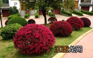 红花种植技术与栽培管理