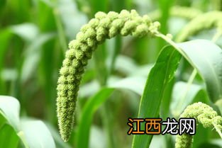 小米的播种时间和种植过程，小米是什么农作物种出来的