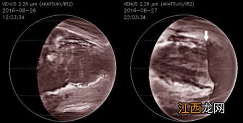 人工种子属于什么生殖,人工种子的结构