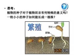 人工种子属于什么生殖，人工种子的结构