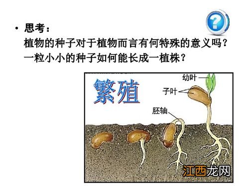 人工种子属于什么生殖，人工种子的结构