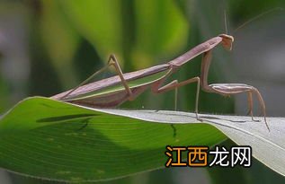 野生螳螂能养活吗，螳螂吃什么食物