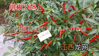 朝天椒每亩种多少株