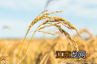 公稻子栽在地里行吗，公稻子影响产量吗