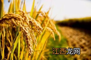 公稻子栽在地里行吗，公稻子影响产量吗