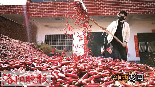 朝天椒产地是哪里