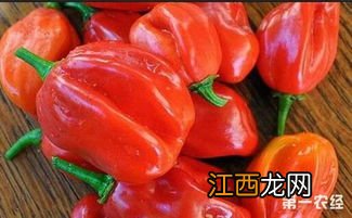 印度椒s17和s14区别